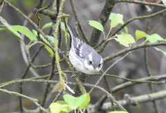 Setophaga nigrescens