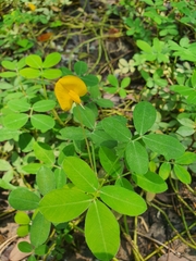 Arachis
