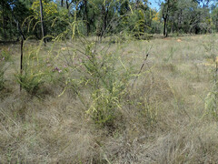 Micromyrtus albicans