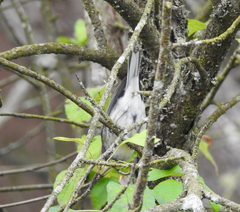 Setophaga nigrescens