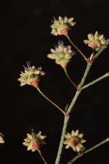 Eriogonum angulosum