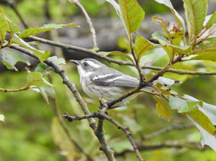 Setophaga nigrescens