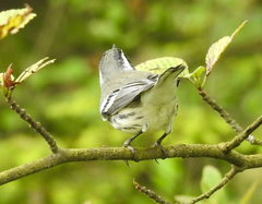 Setophaga nigrescens