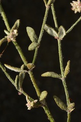Eriogonum angulosum