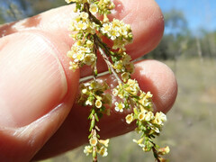 Micromyrtus albicans