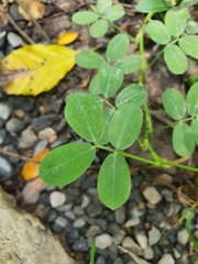 Arachis