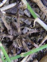 Mituliodon tarantulinus