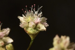 Eriogonum angulosum
