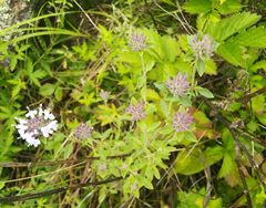 Ziziphora clinopodioides