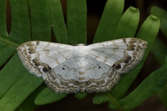 Scopula propinquaria