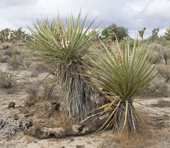 Yucca schidigera