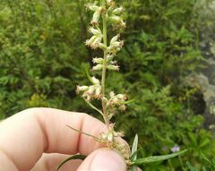Artemisia tilesii
