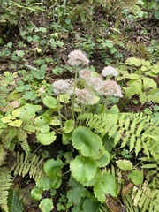 Micranthes manchuriensis