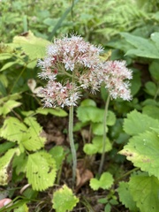 Micranthes manchuriensis