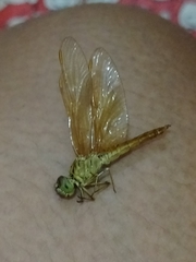 Brachythemis contaminata