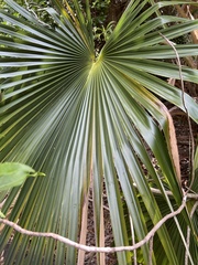 Pritchardia