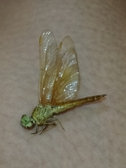 Brachythemis contaminata