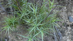 Dracophyllum trimorphum
