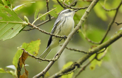 Setophaga nigrescens