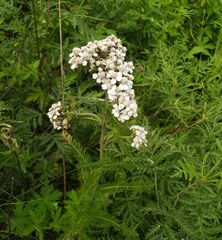 Achillea asiatica