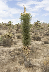 Yucca brevifolia