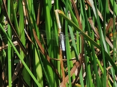 Orthetrum albistylum speciosum