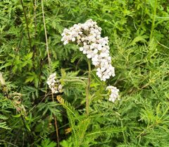 Achillea asiatica