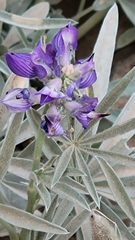 Lupinus obtusilobus