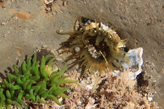 Actiniidae