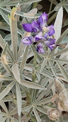 Lupinus obtusilobus