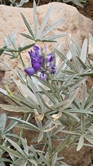 Lupinus obtusilobus