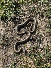 Tropidoclonion lineatum