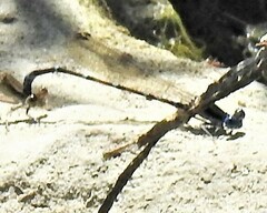 Argia sedula