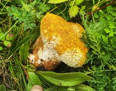 Lycoperdon utriforme
