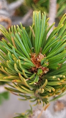 Pinus albicaulis