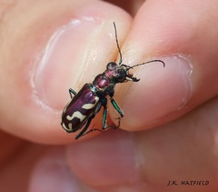 Cicindela fulgida