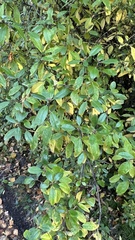 Rhododendron dauricum