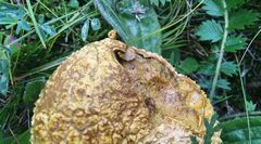 Lycoperdon utriforme