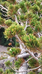Pinus albicaulis