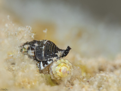 Turrilatirus turritus