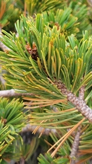 Pinus albicaulis