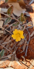 Sida platycalyx