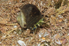 Pagurus novizealandiae