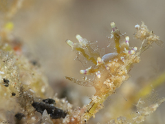 Eubranchus rubropunctatus