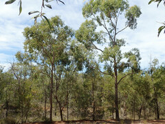 Corymbia trachyphloia