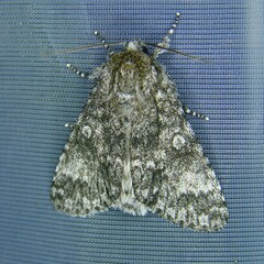 Acronicta megacephala