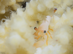 Coralliocaris superba