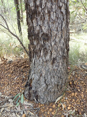 Corymbia trachyphloia