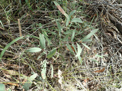 Corymbia trachyphloia