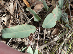 Corymbia trachyphloia